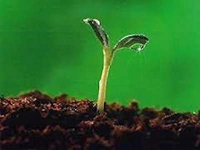 Other seeds fell on good soil Other seeds fell on good soil